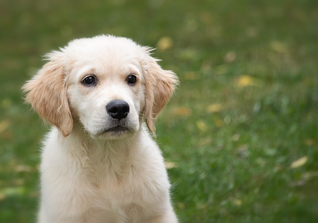 golden retriever 4390884 640