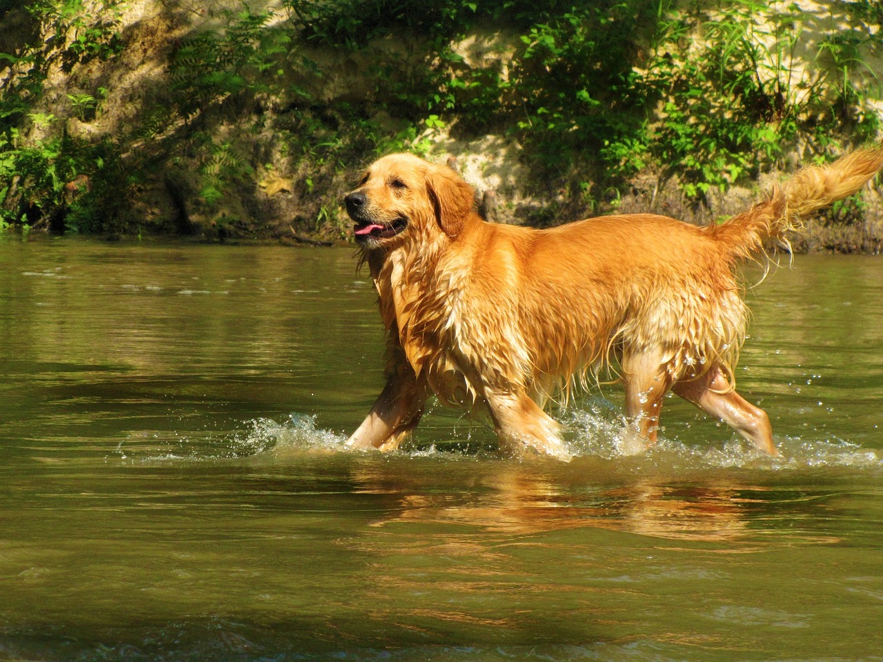 golden retriever 49519 1280 2