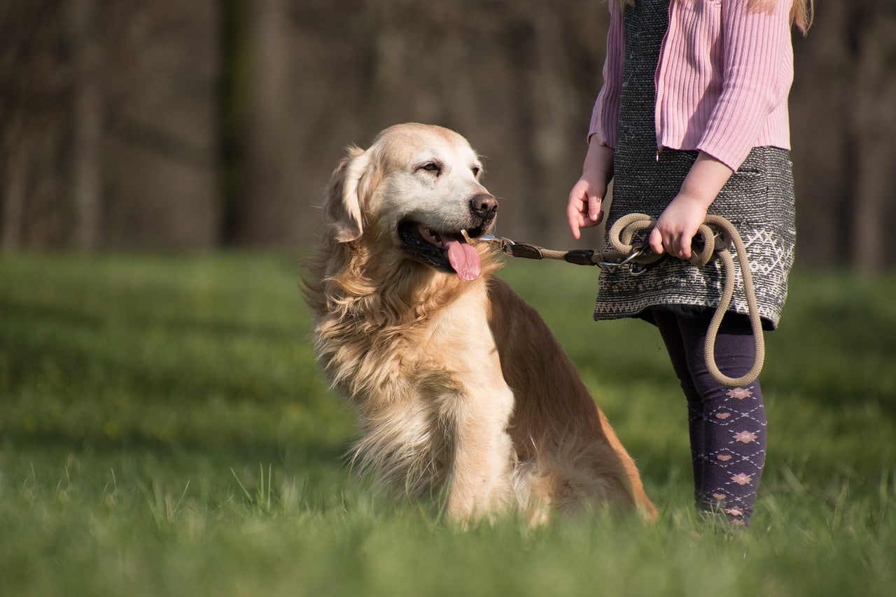 golden retriever 5231929 1280 1