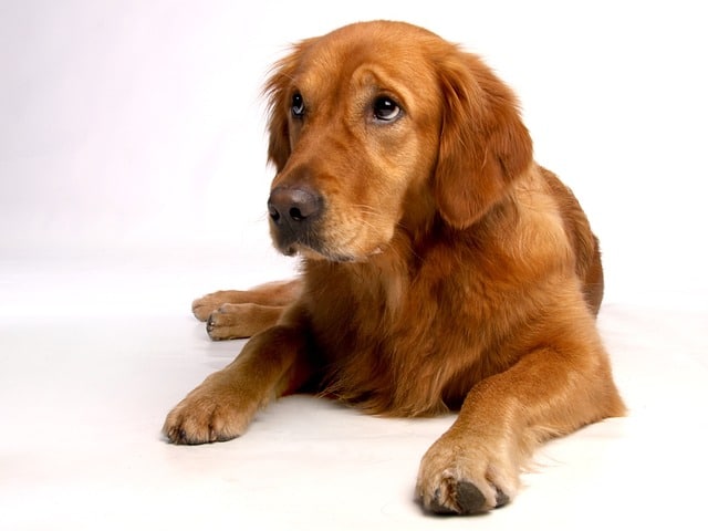 golden retriever 642016 640