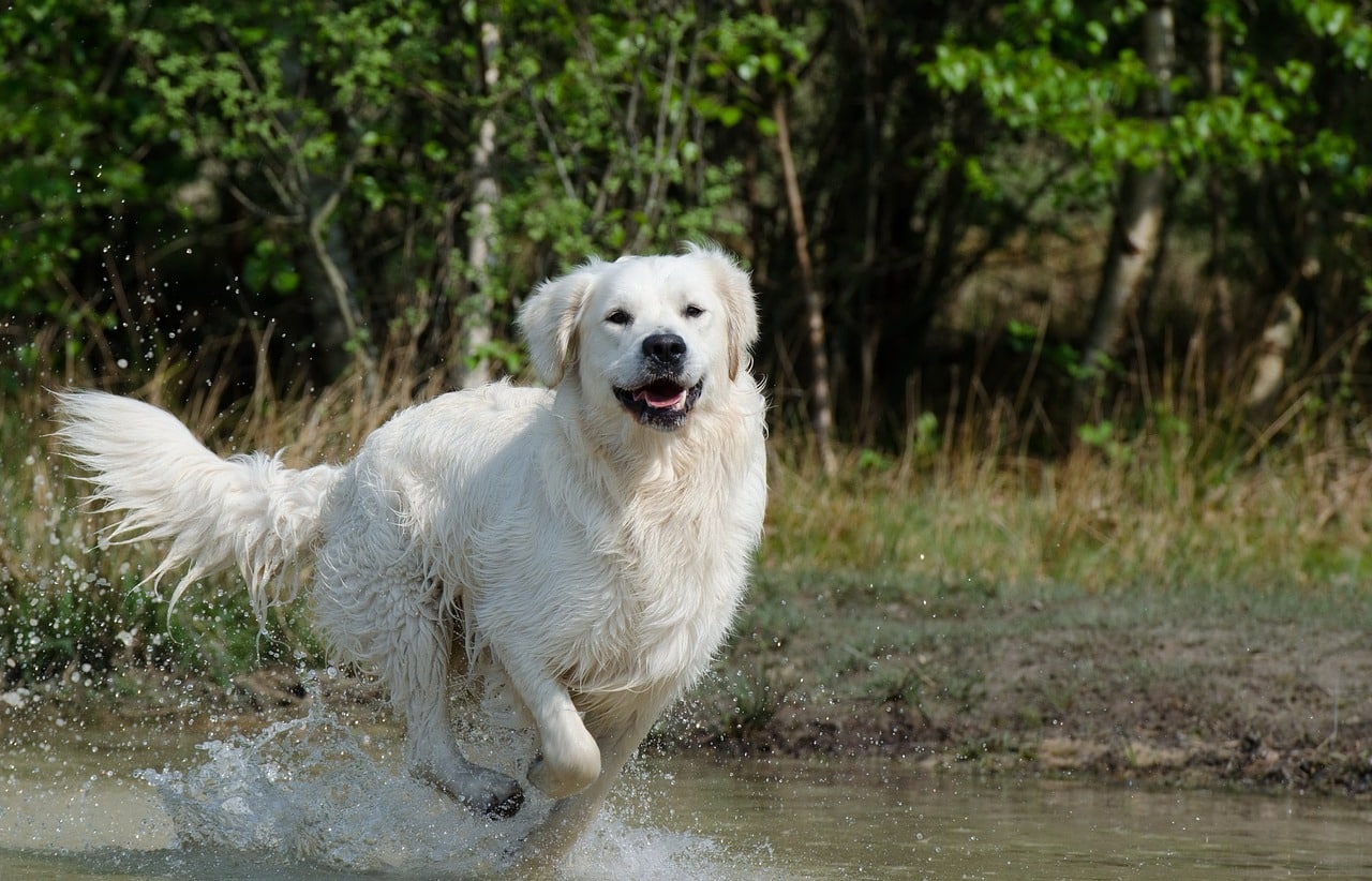 golden retriever 672818 1280