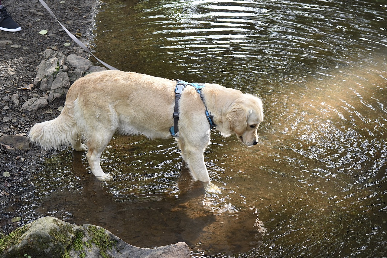 golden retriever 7430517 1280