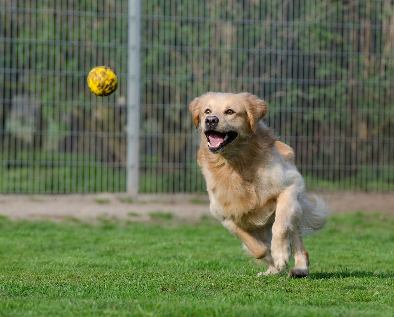 golden retriever 750592 1280