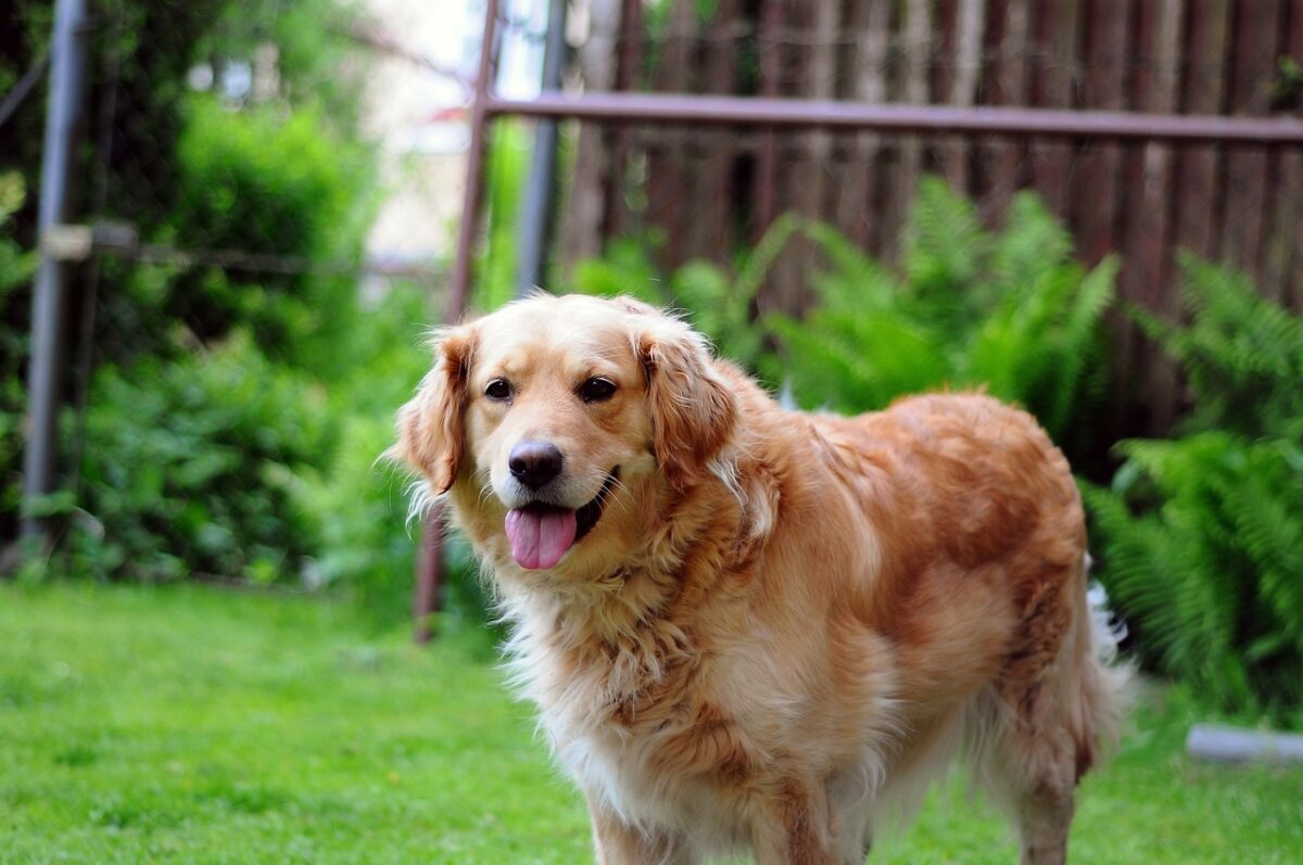 golden retriever 932438 1280 5 e1723036259698