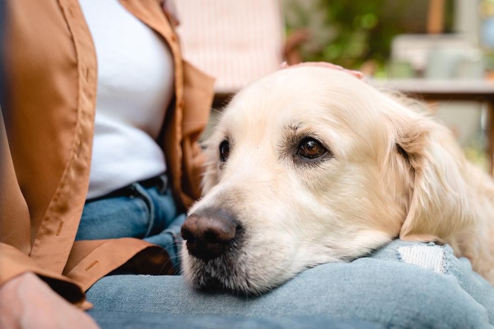 golden retriever dog resting its head on the lap of the owner