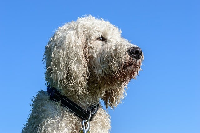 goldendoodle 2216461 640