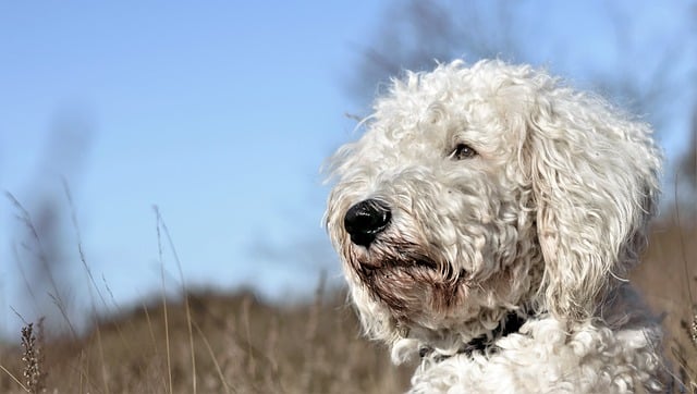 goldendoodle 2230043 640