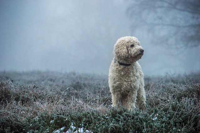 goldendoodle 3096522 640