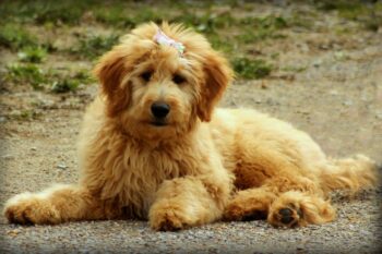 goldendoodle 750443 1280 350x233 1