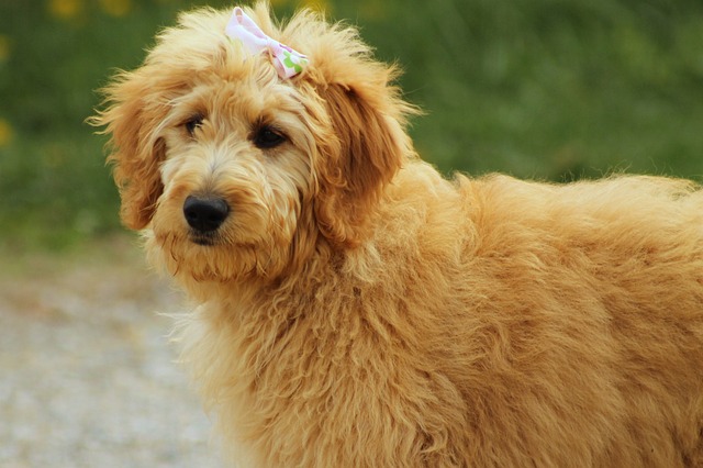 goldendoodle 750444 640 1