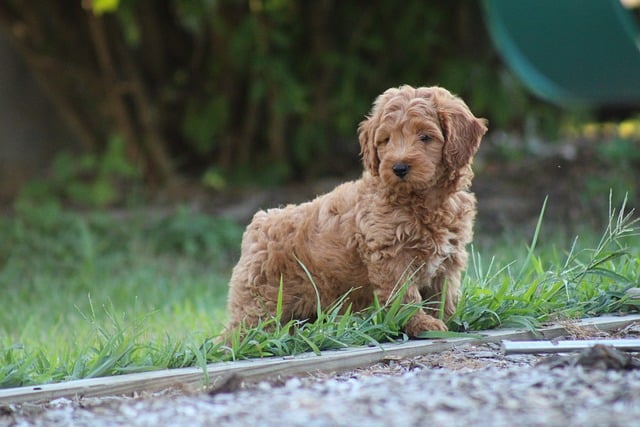 goldendoodle 8213183 640