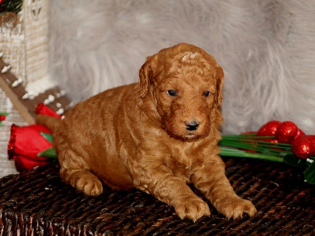 goldendoodle puppy 4929591 640