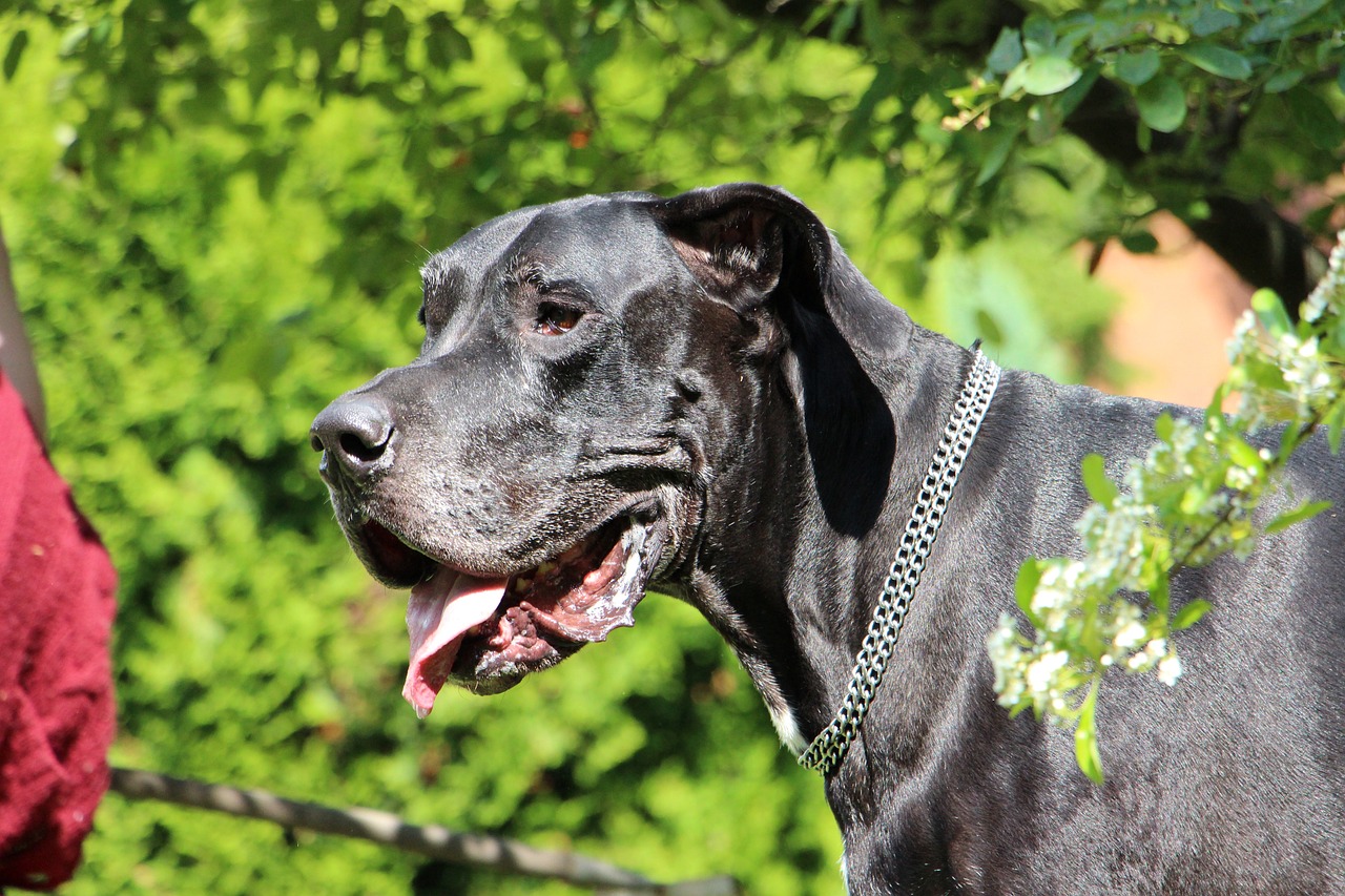 great dane 1156873 1280 2