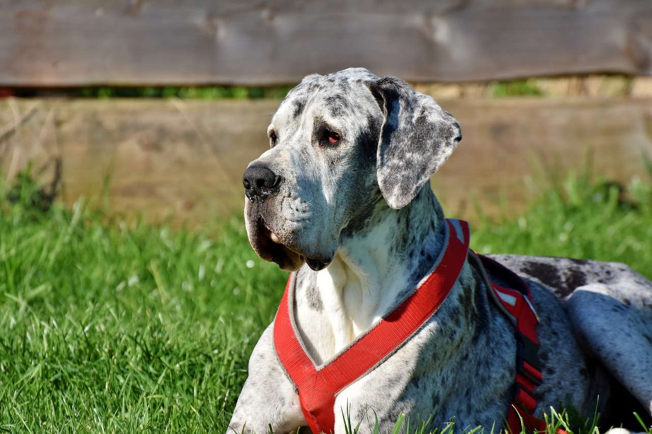 great dane 3387239 1280 1