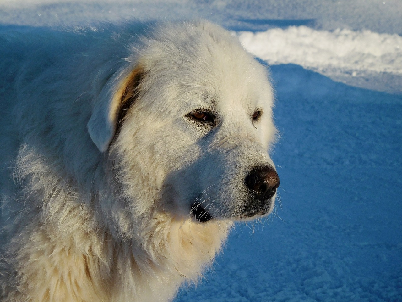 Great Pyrenees dog