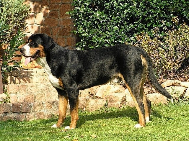 greater swiss mountain dog 1487801 640