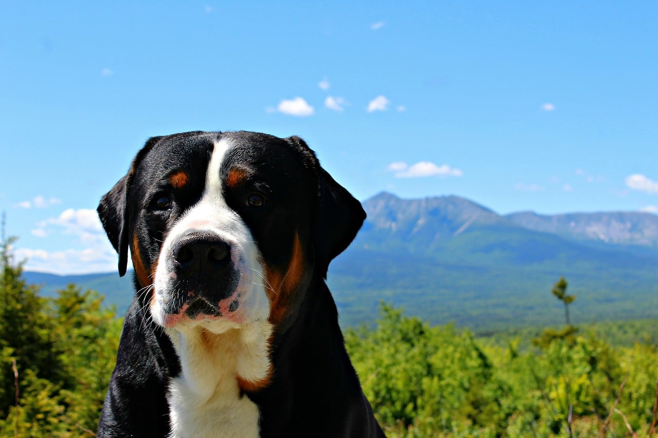 greater swiss mountain dog 3477965 1280