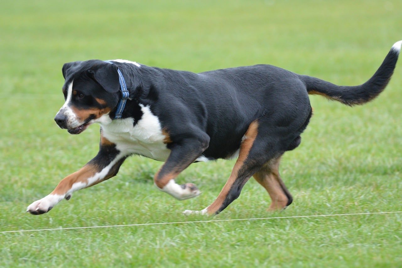 greater swiss mountain dog 6019631 1280