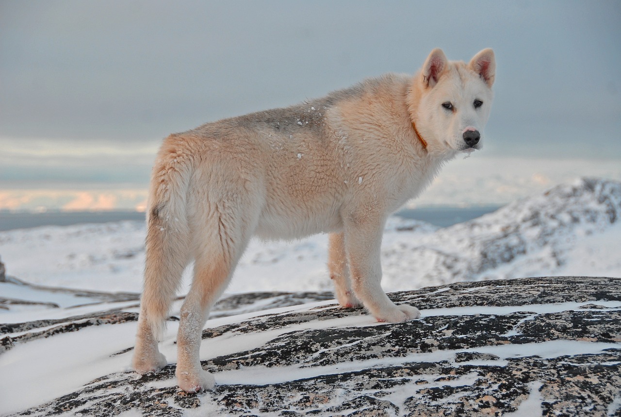 greenland dog 1969010 1280