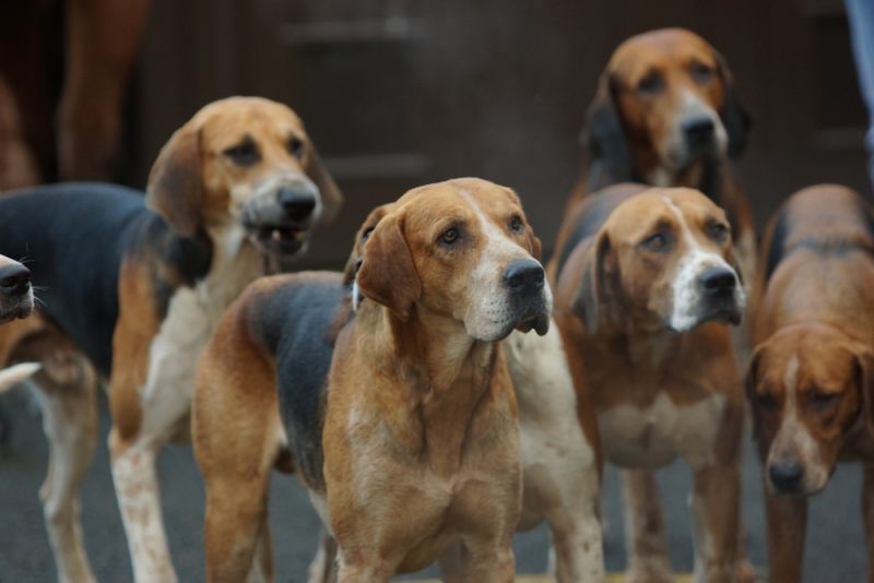 group of english fox hound dogs