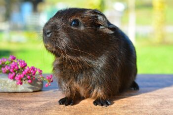 guinea pig 518266 1280 350x233 1