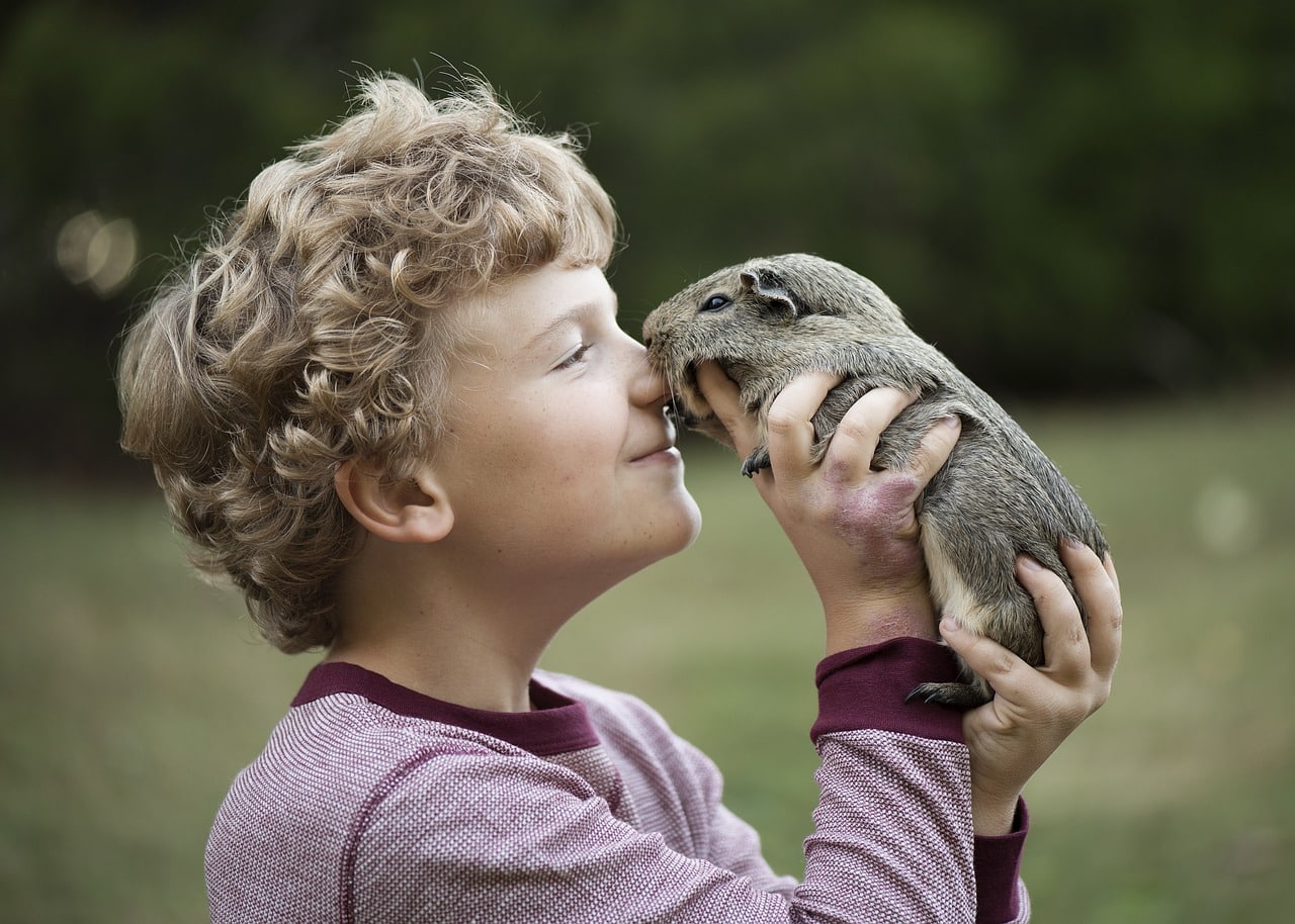 guinea pig 6379460 1280