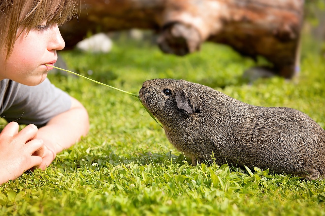 guinea pig 792521 1280 1