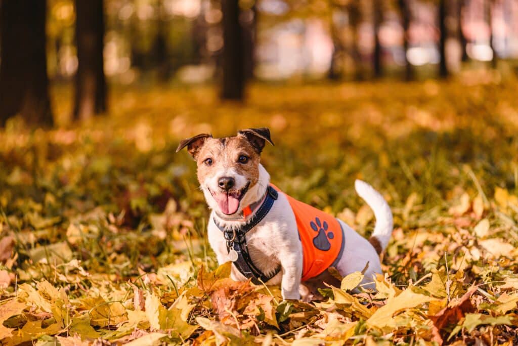 happy dog sitting in Fall park wearing orange reflective vest