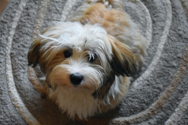 havanese 2780122 1280 1 e1717212397865