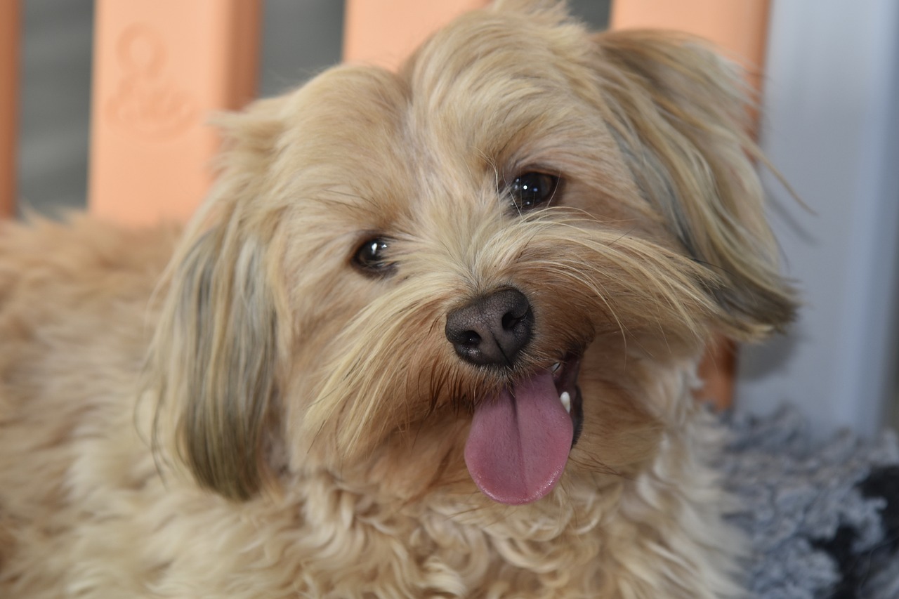 Havanese dog