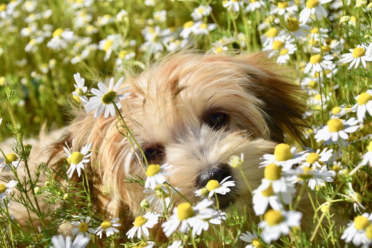 Havanese dog