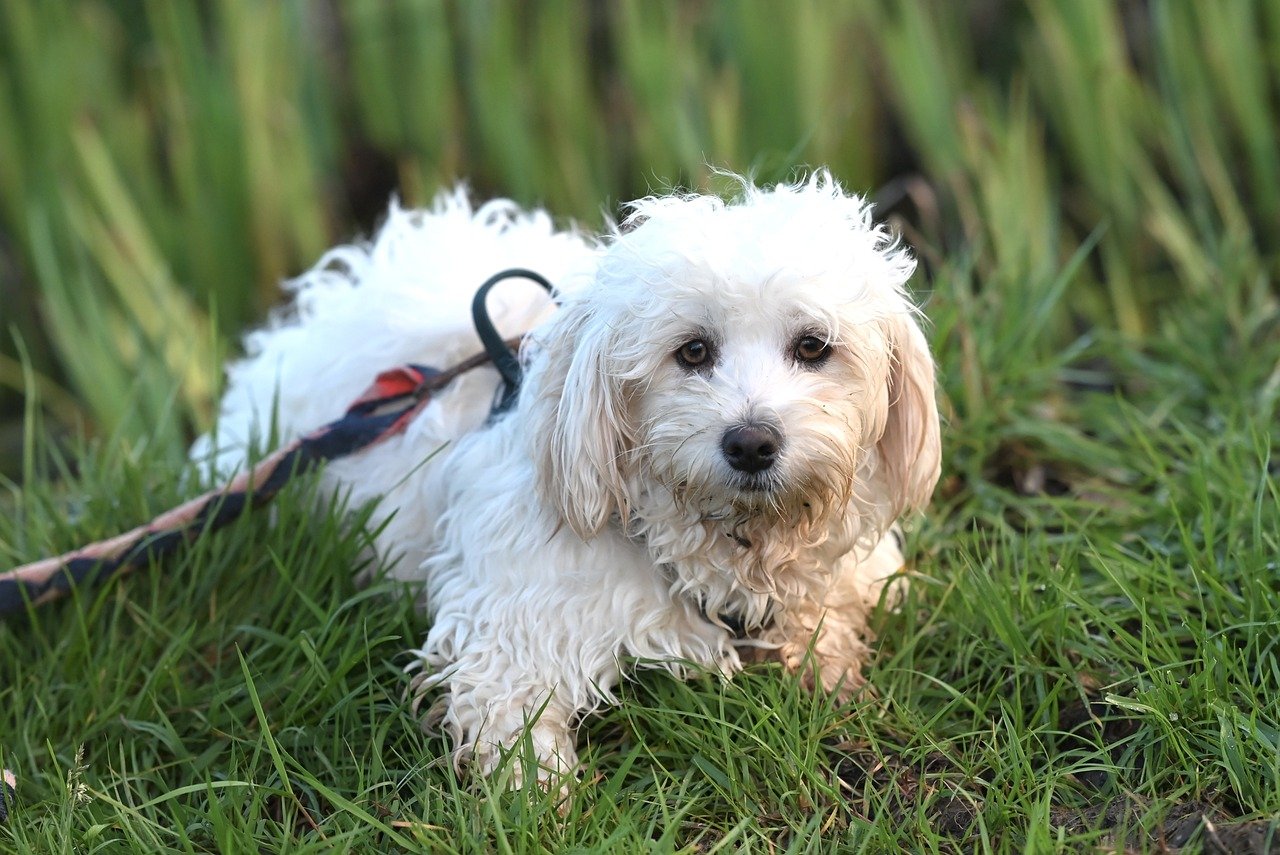 Havanese dog