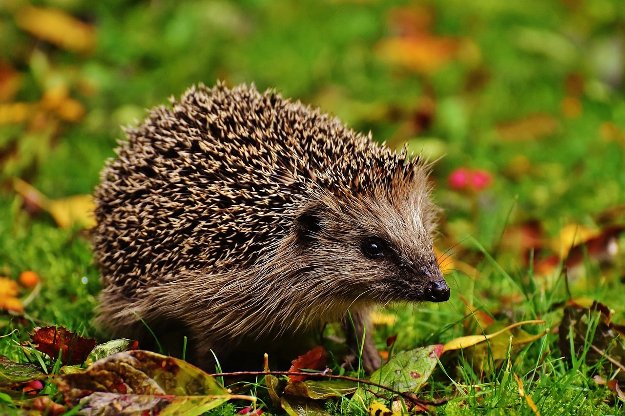 hedgehog child 1759006 1280