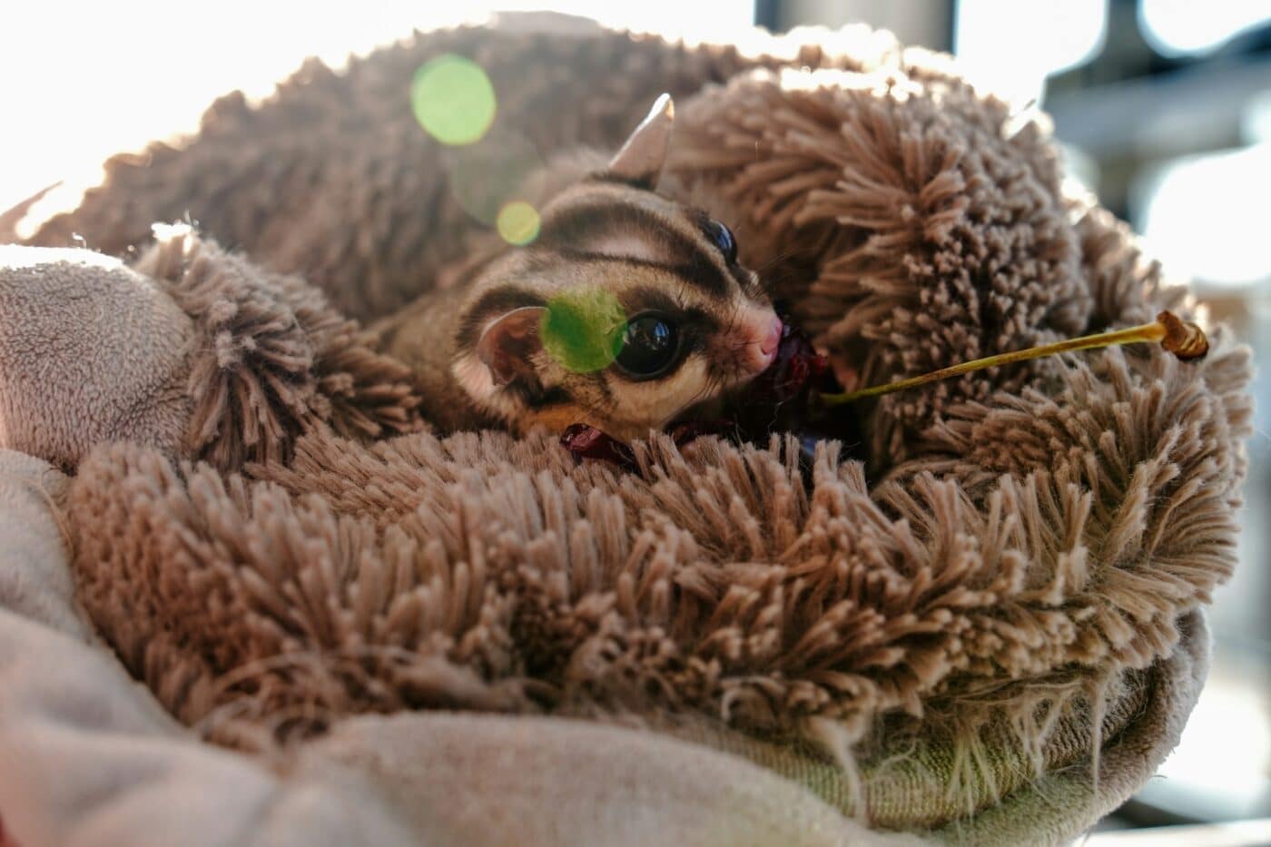 Sugar Glider