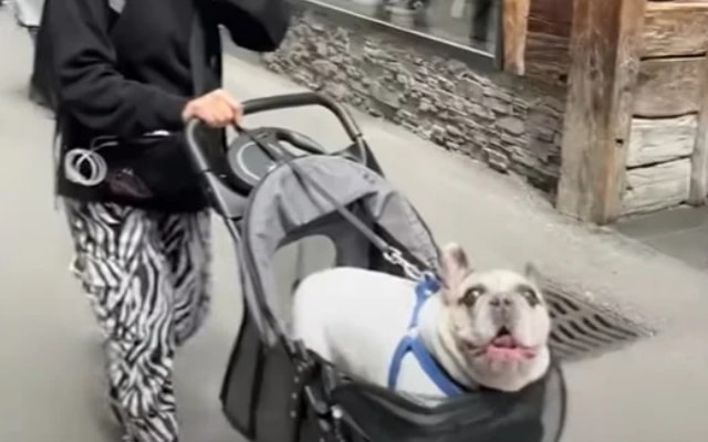 hilarious frenchie