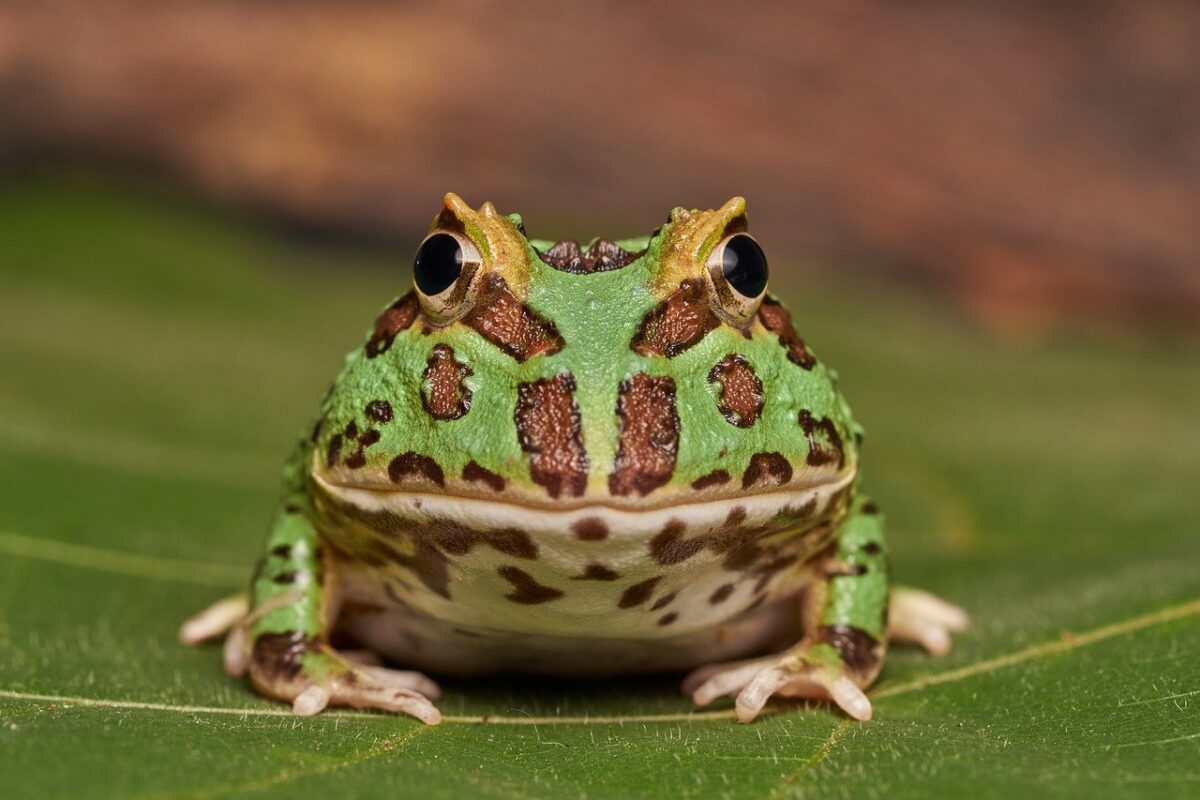 horned frog 7774339 1280 e1729011100254