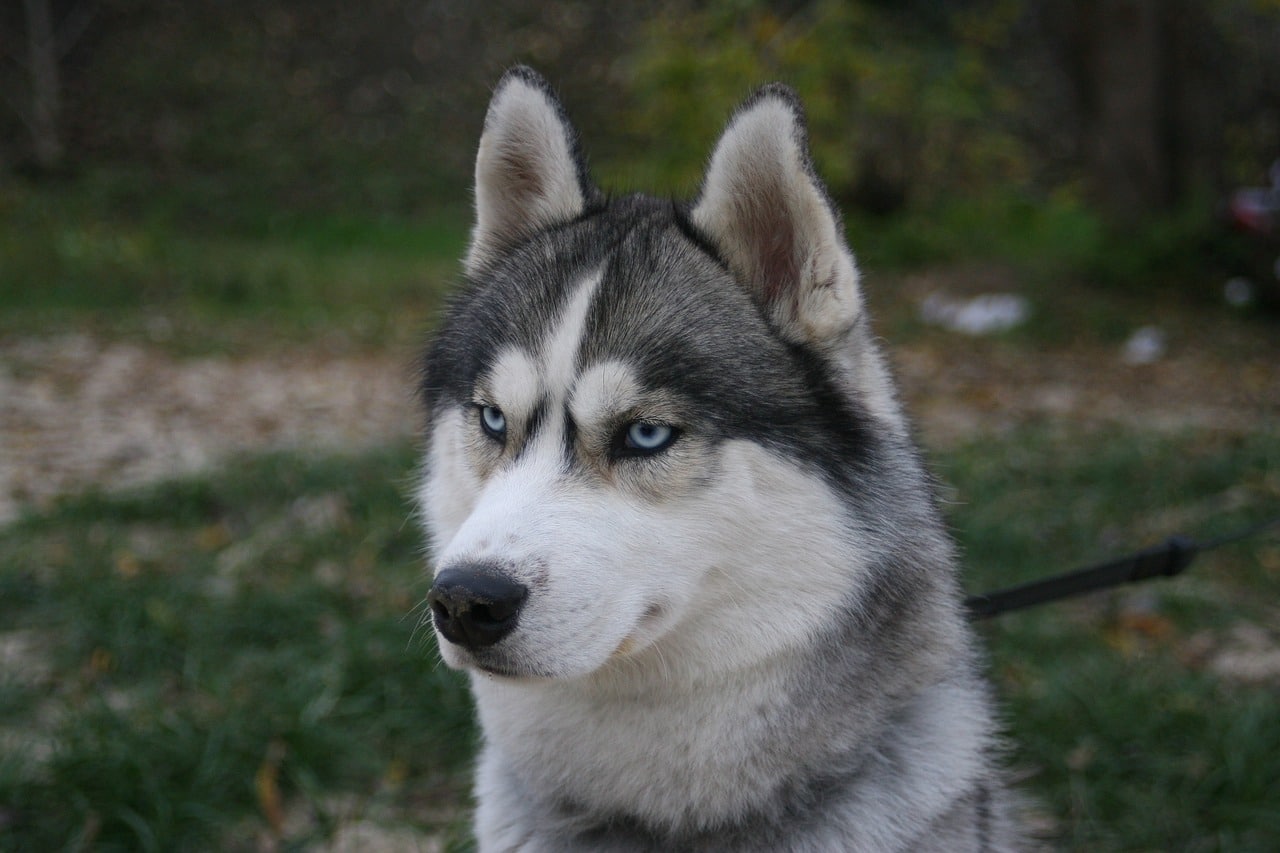 husky 3014787 1280