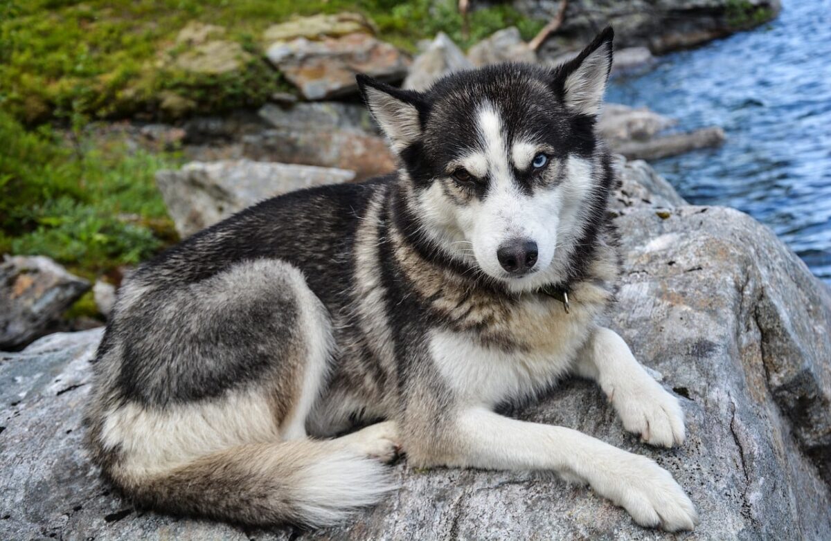 Husky dog