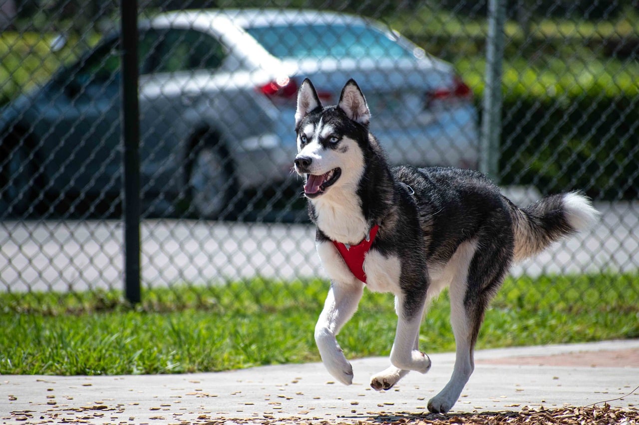 husky 5646131 1280 1