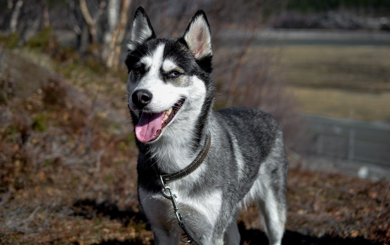 husky 986407 1280 1