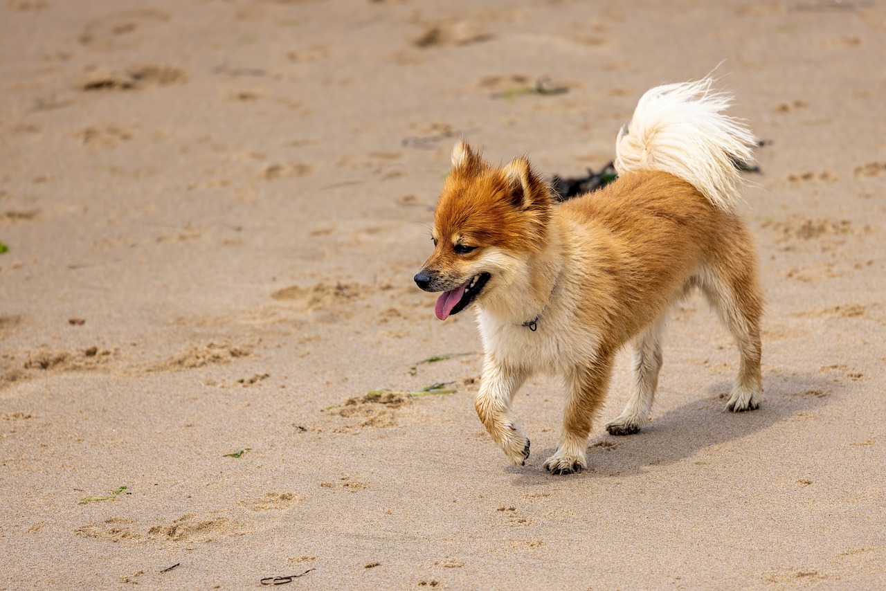 icelandic sheepdog 7647790 1280 2