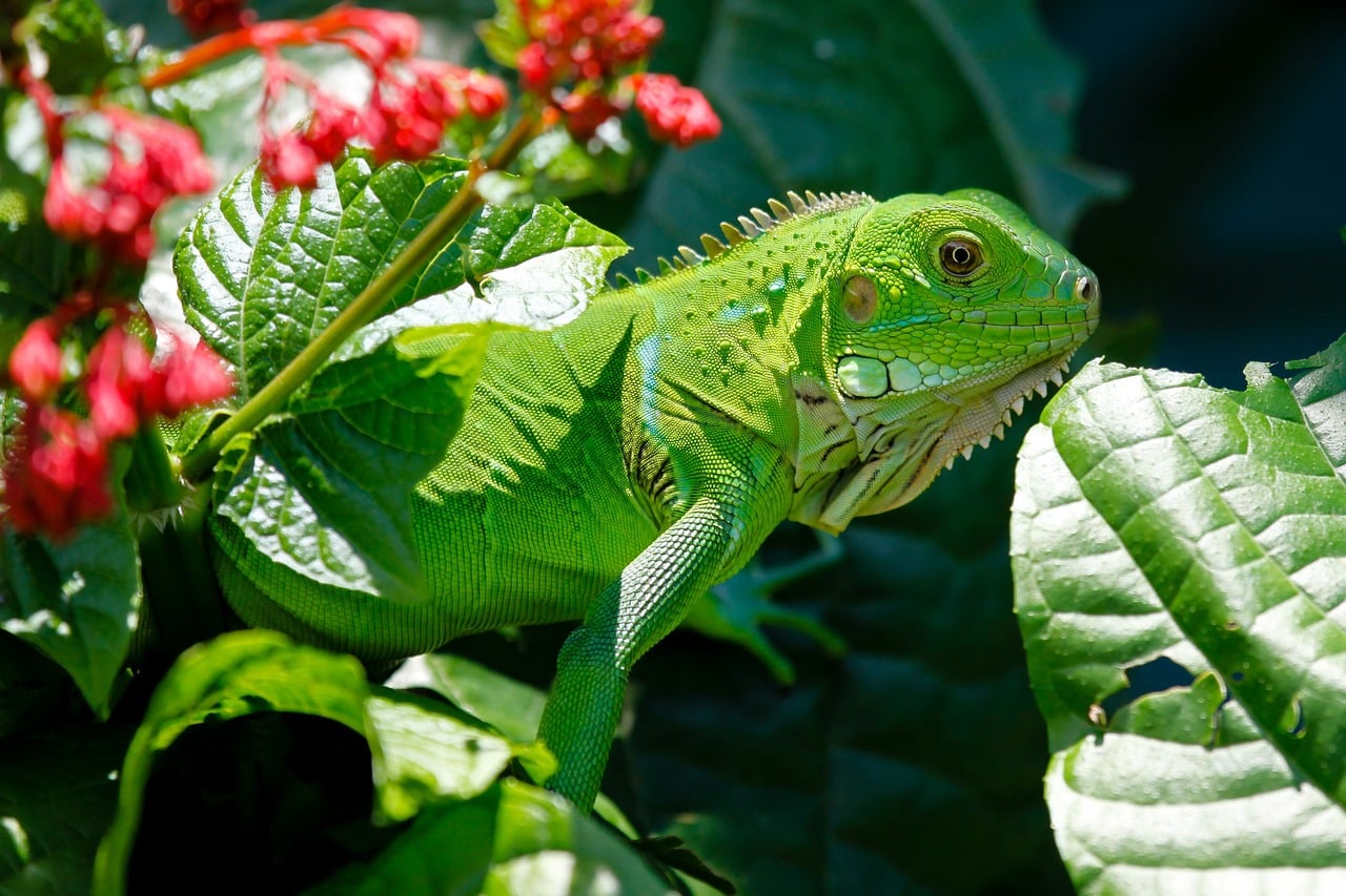 Green Iguana