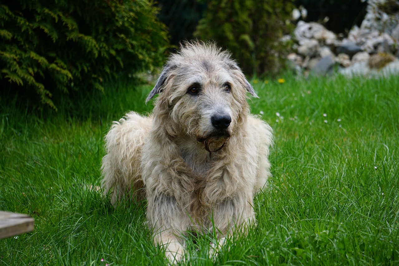 irish wolfhound 1789938 1280 4