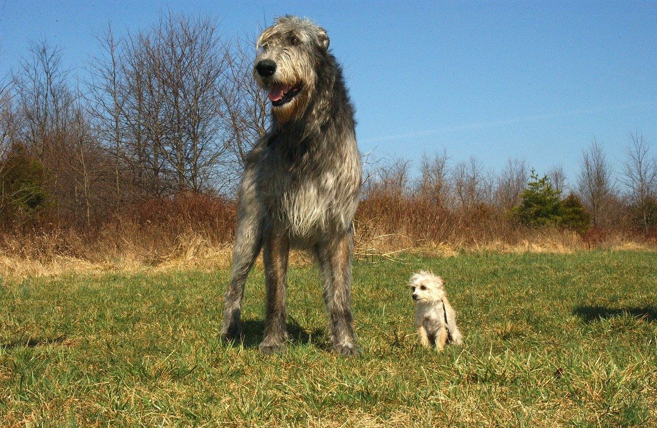 irish wolfhound 85578 1280