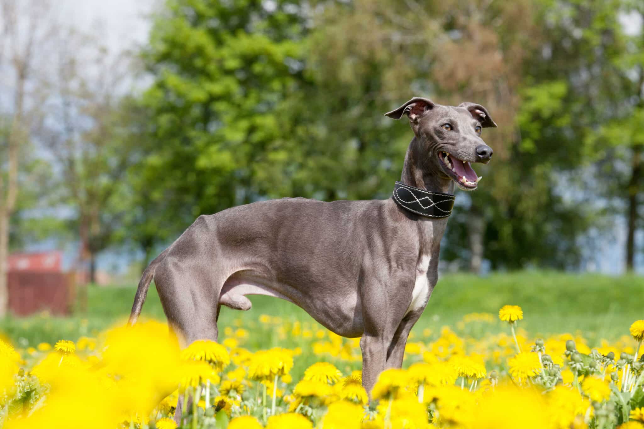 Italian Greyhound god