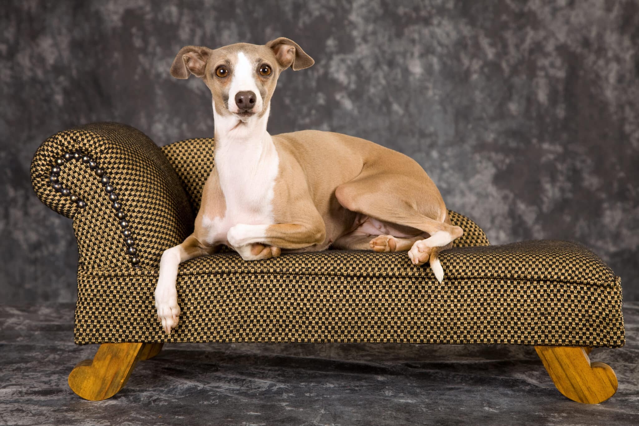 italian greyhound lounge scaled 1