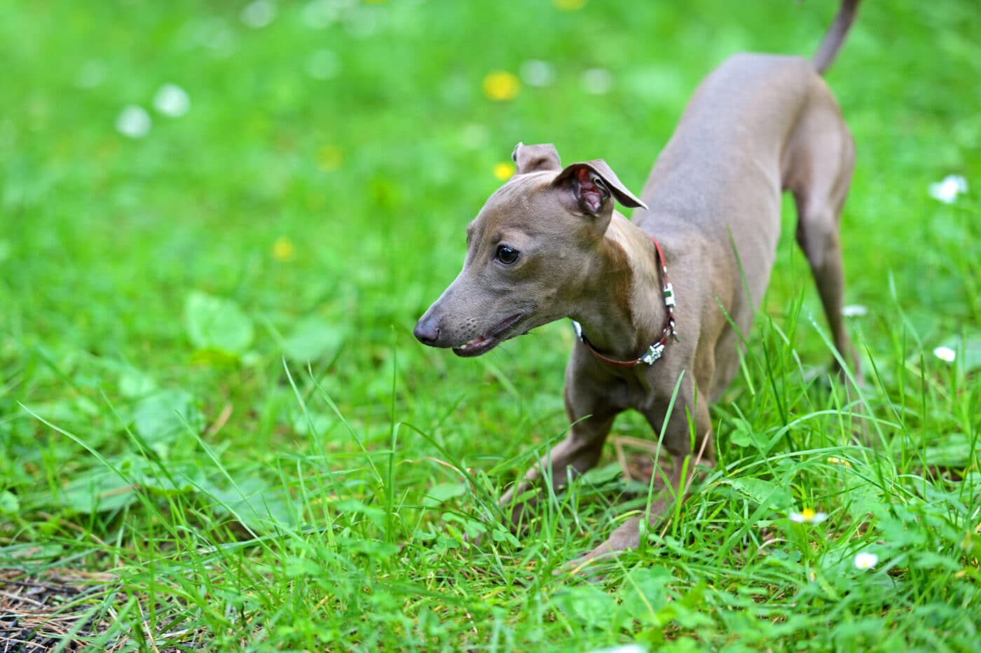 italian greyhound play 1400x932 1