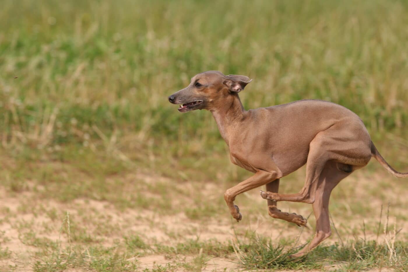 italian greyhound run 1400x933 1