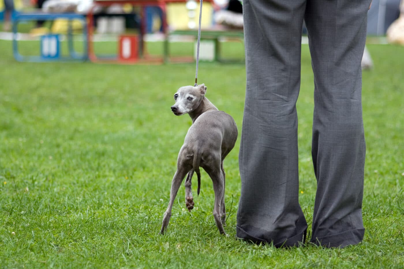 italian greyhound show 1400x933 1