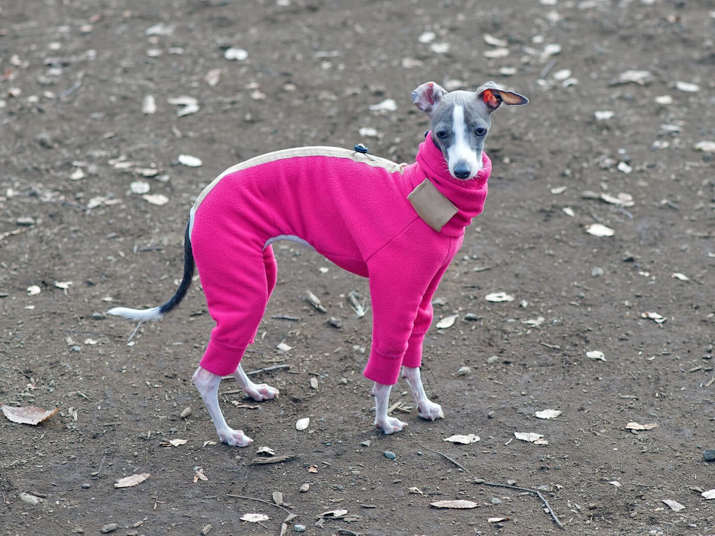 italian greyhound tracksuit 1400x1050 1